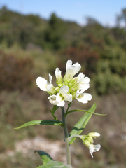 Pseudoturritis turrita