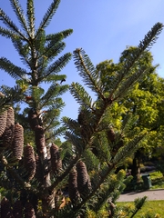 Abies koreana
