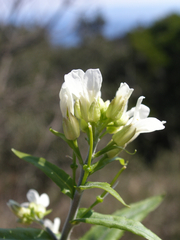 Pseudoturritis turrita