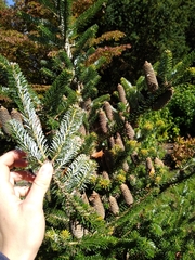 Abies koreana