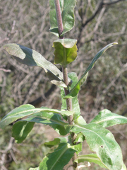 Pseudoturritis turrita