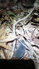 Blarina carolinensis