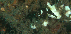 Epinephelus maculatus