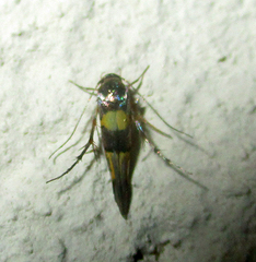 Stathmopoda