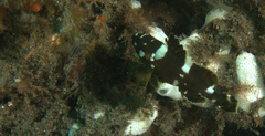 Epinephelus maculatus
