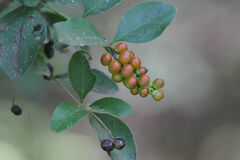 Citharexylum berlandieri