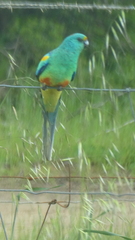 Psephotus varius