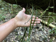 Haplopteris elongata