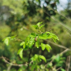 Xanthogaleruca maculicollis