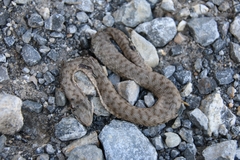 Vipera aspis