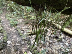 Haplopteris elongata