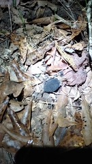 Blarina carolinensis