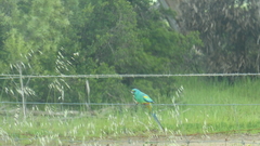 Psephotus varius