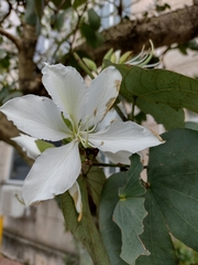 Bauhinia forficata