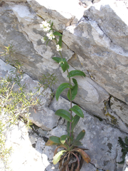 Pseudoturritis turrita