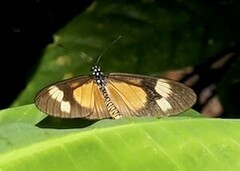 Acraea epaea