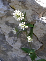 Pseudoturritis turrita