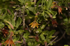 Scaevola tomentosa