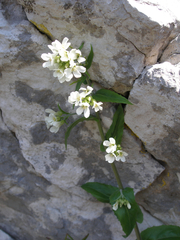 Pseudoturritis turrita