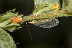 Eremochrysa punctinervis