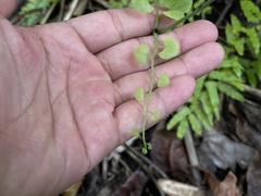 Lygodium microphyllum