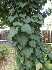 Hedera crebrescens
