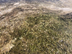 Cotula myriophylloides