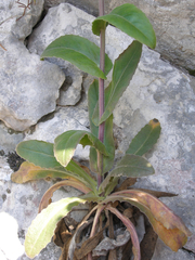 Pseudoturritis turrita