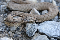 Vipera aspis