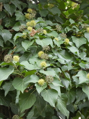 Hedera crebrescens