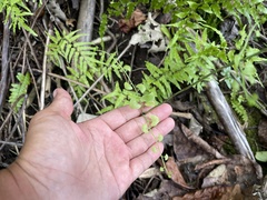 Lygodium microphyllum