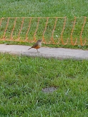 Turdus rufiventris