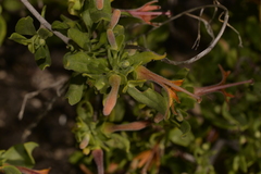 Scaevola tomentosa
