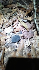 Blarina carolinensis