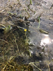 Cotula myriophylloides