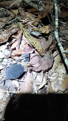 Blarina carolinensis