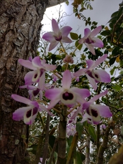Dendrobium nobile
