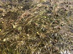 Cotula myriophylloides