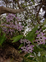 Dendrobium nobile