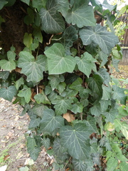 Hedera crebrescens