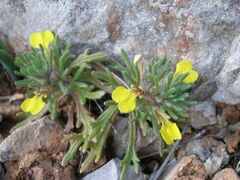 Ajuga chamaepitys