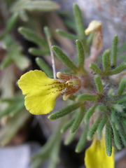 Ajuga chamaepitys