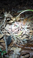 Blarina carolinensis