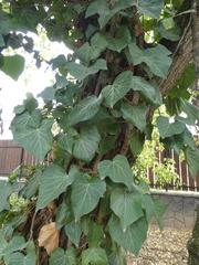 Hedera crebrescens