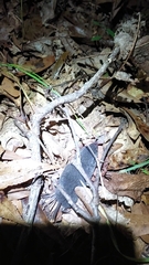 Blarina carolinensis