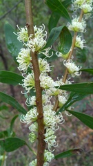 Hakea florulenta