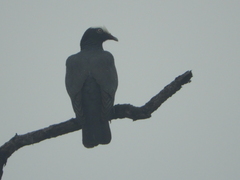 Patagioenas leucocephala