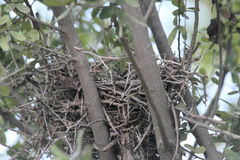 Auriparus flaviceps