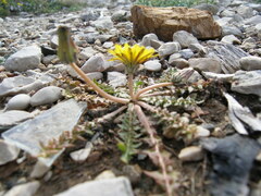 Taraxacum