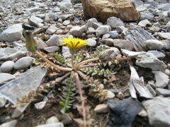 Taraxacum